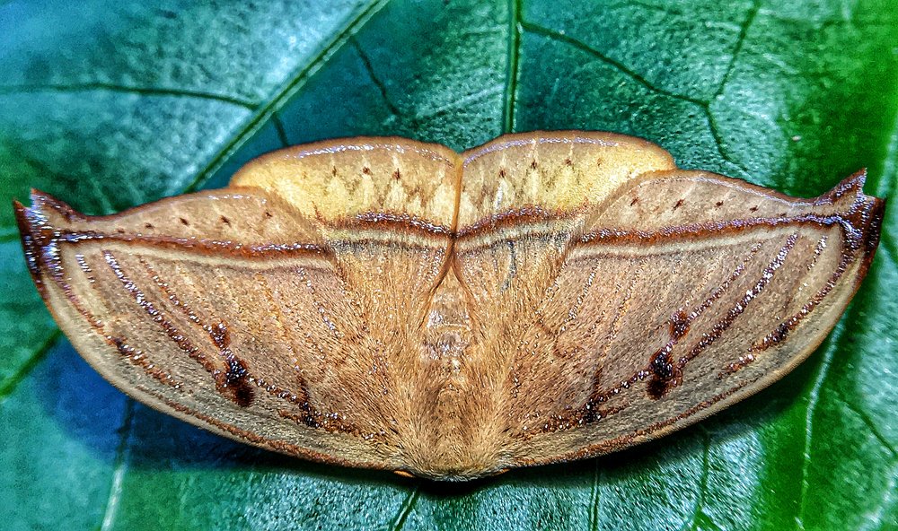 Photograph by Sharel Albor