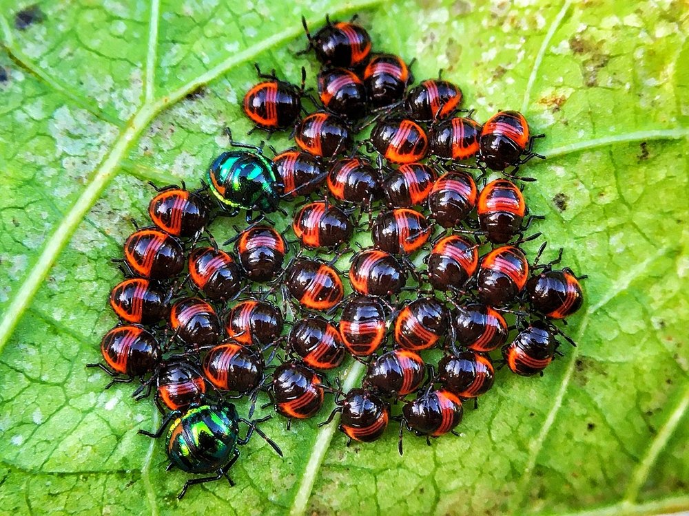 Photograph by Sharel Albor