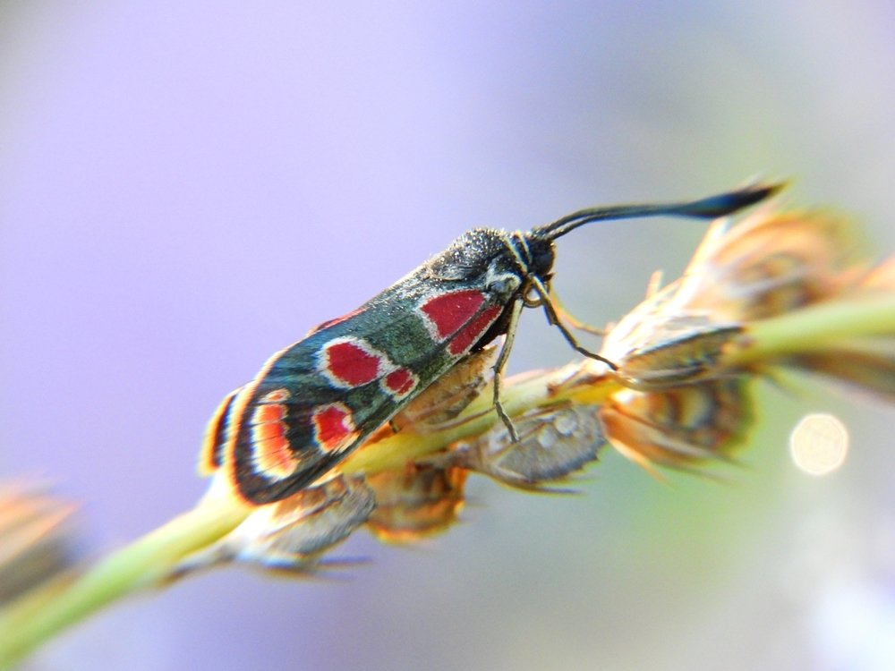 Пестря́нка глазчатая