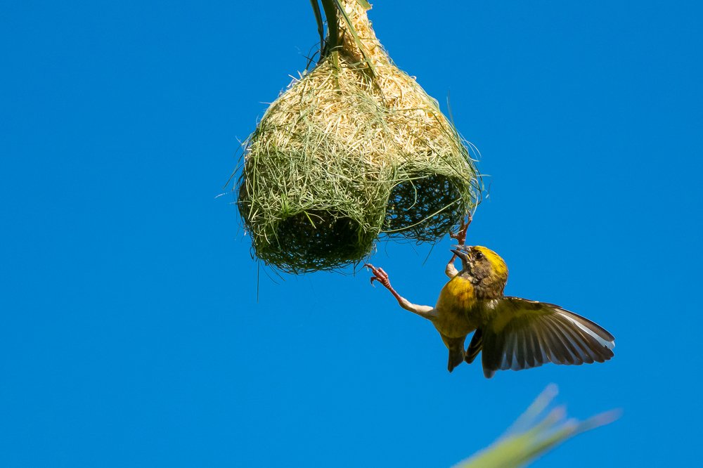 Photograph by Thillainayagam Sabesh