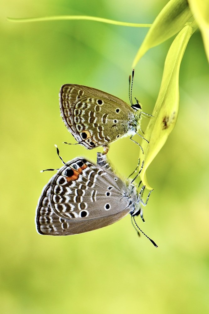 Photograph by Sharel Albor