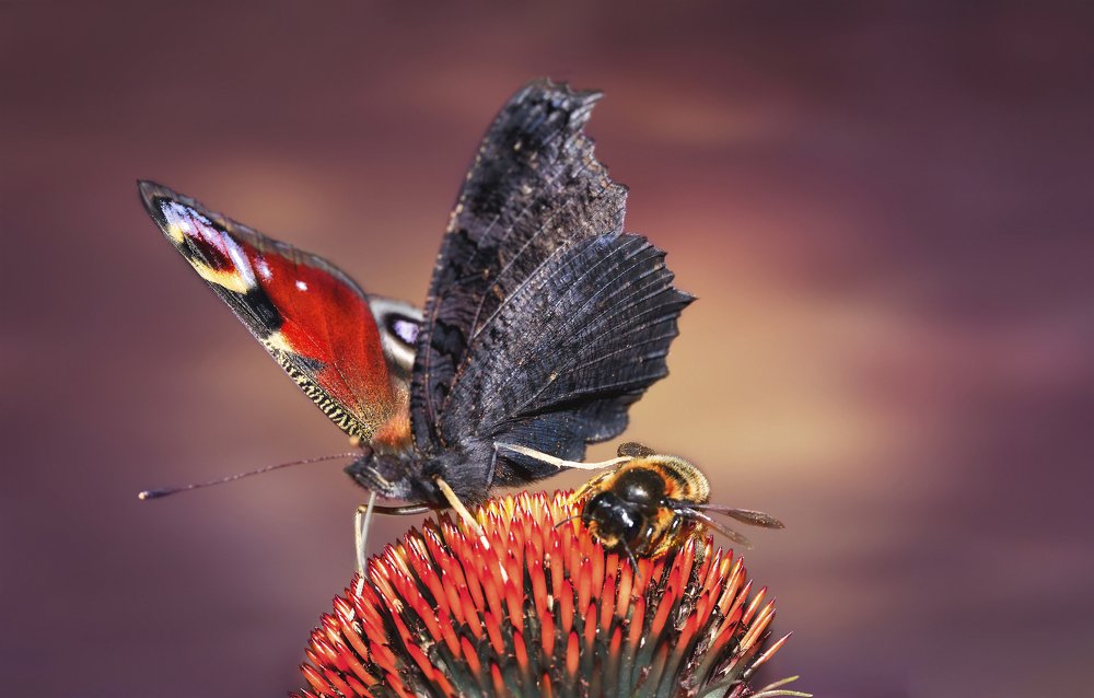 Photograph by Наталья Мячикова