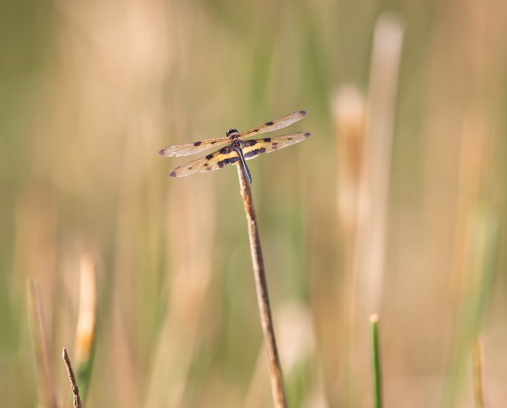 Blend in to the nature