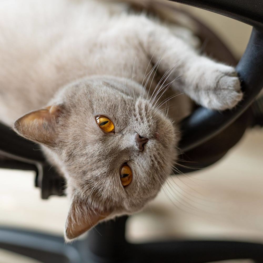 Виски. выдержка 3 года