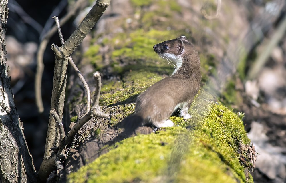 Охота горностая