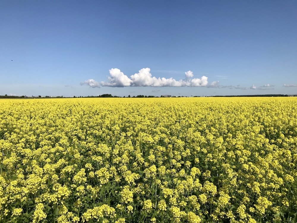 Желтое горчичное поле. Лето. Спокойствие.