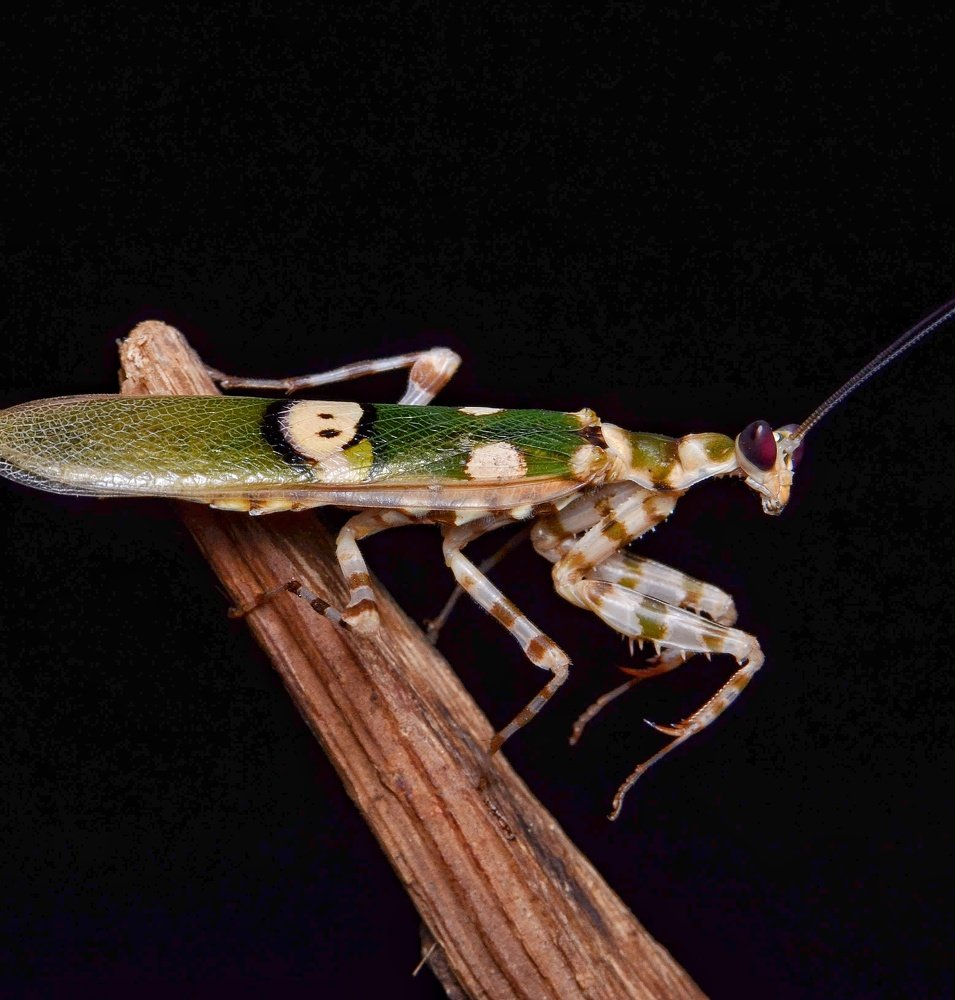 Photograph by Kiran Srinivasa