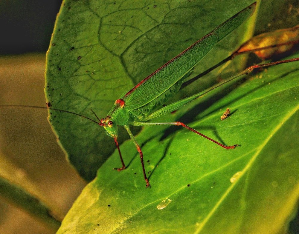 Photograph by Kiran Srinivasa