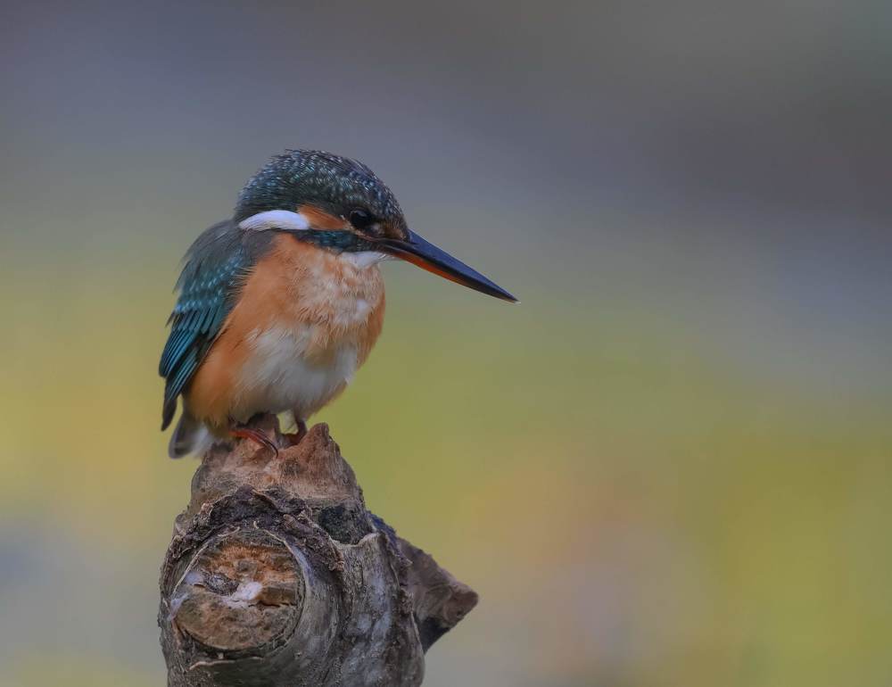 Photograph by Виктор Бондарев