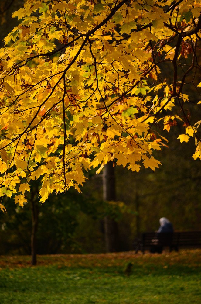 золотая осень жизни
