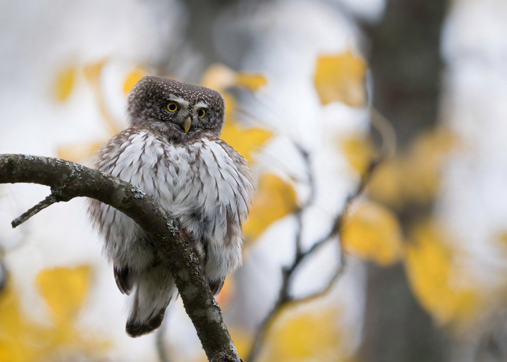 Последние краски октября с воробьиным сычом.