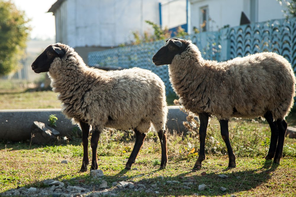 Photograph by Алёна Останкова