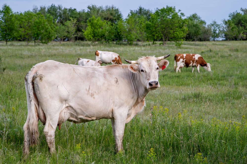 Photograph by Алёна Останкова