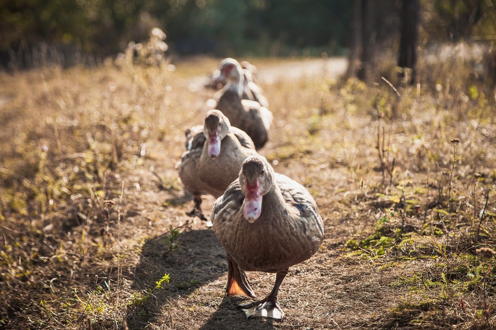 Photograph by Алёна Останкова