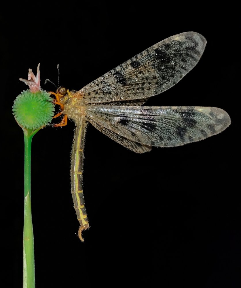 Photograph by Ananta Ghosh