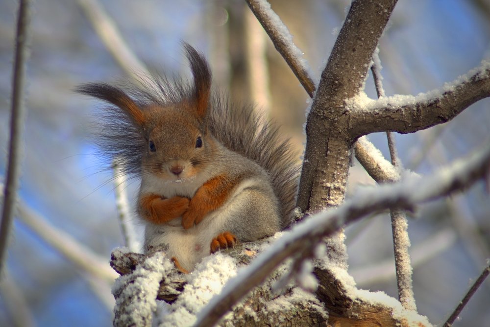 Белка в парке