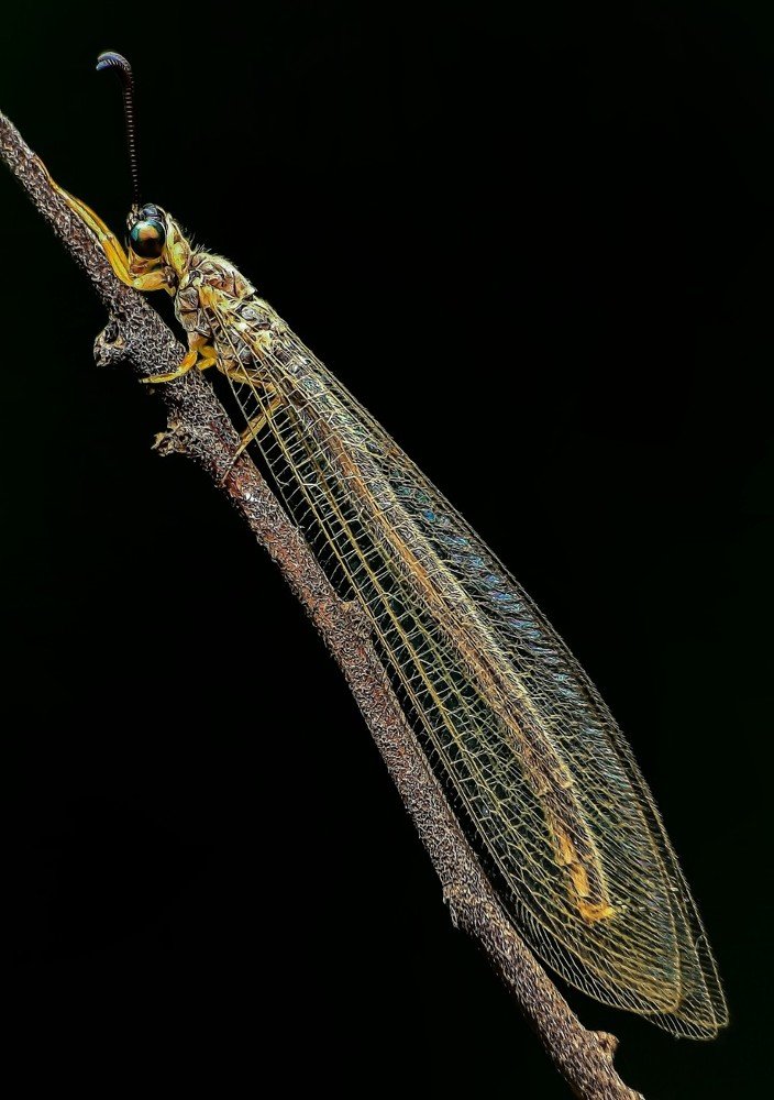 Фотография автора Ananta Ghosh