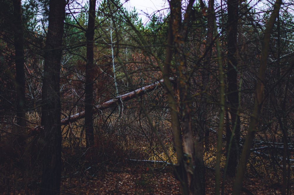 Photograph by Виктория Берденкова