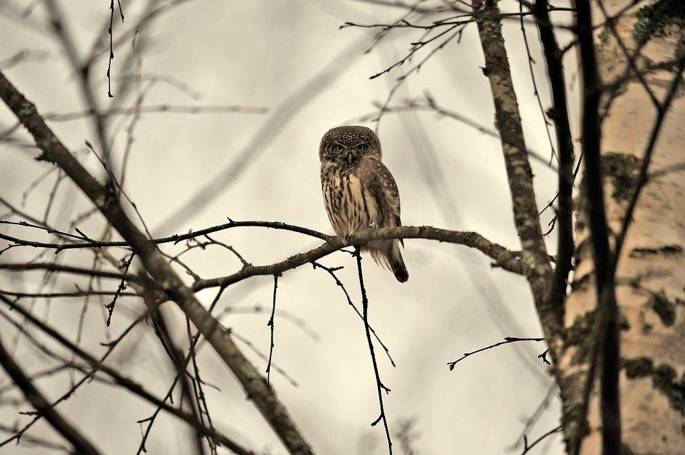 Photograph by 