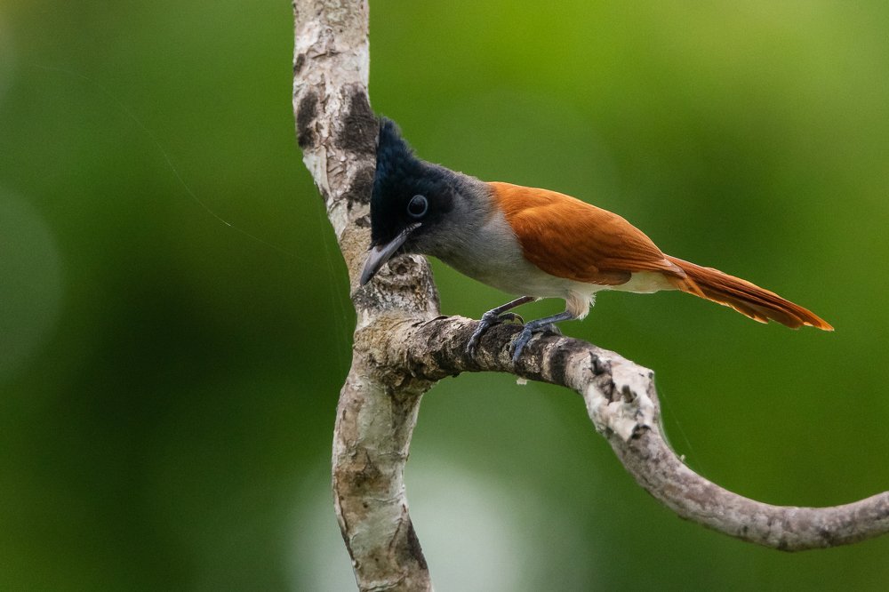 Photograph by Thillainayagam Sabesh