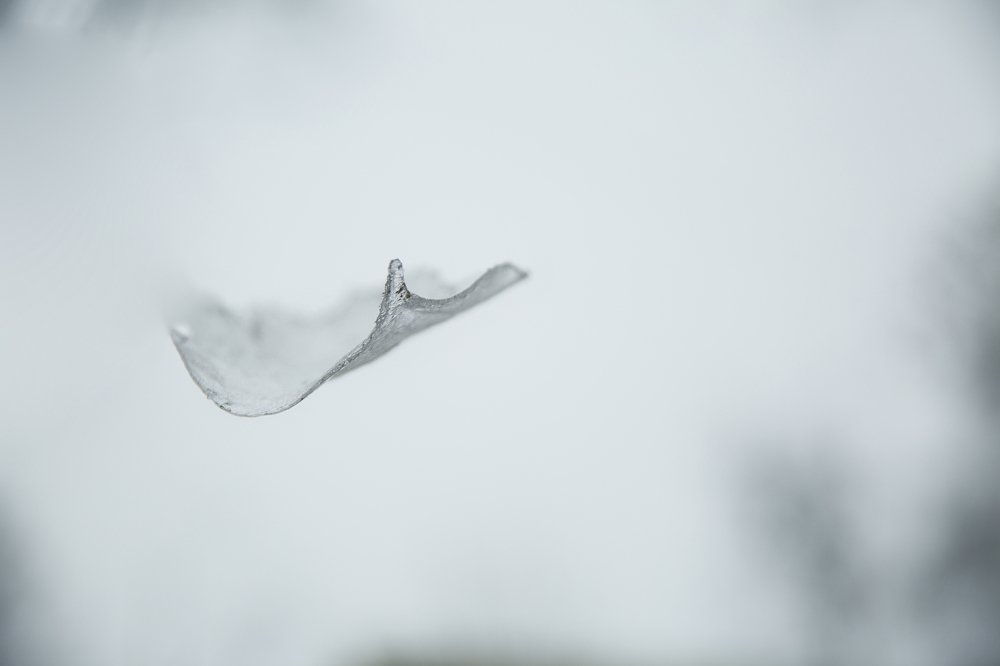 Ледяная листва