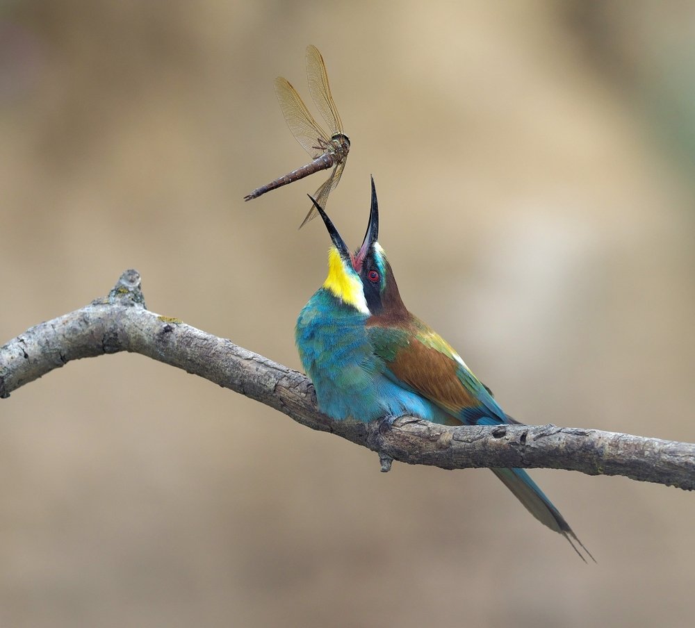 Photograph by Олег Есиков