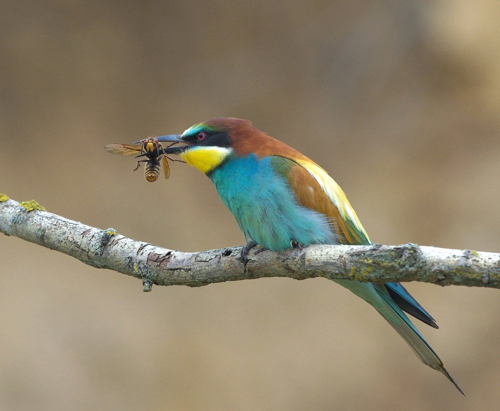 Photograph by Олег Есиков