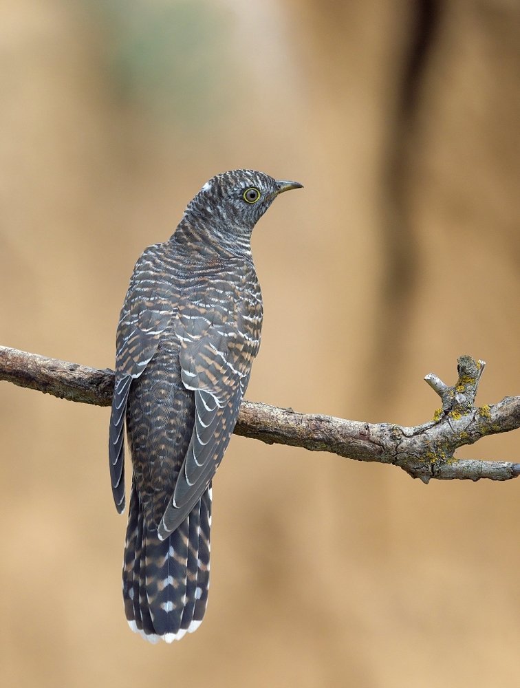 Photograph by Олег Есиков