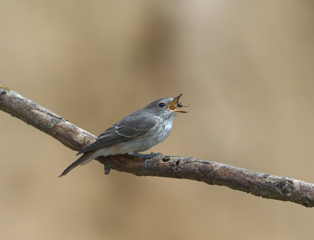 Photograph by Олег Есиков