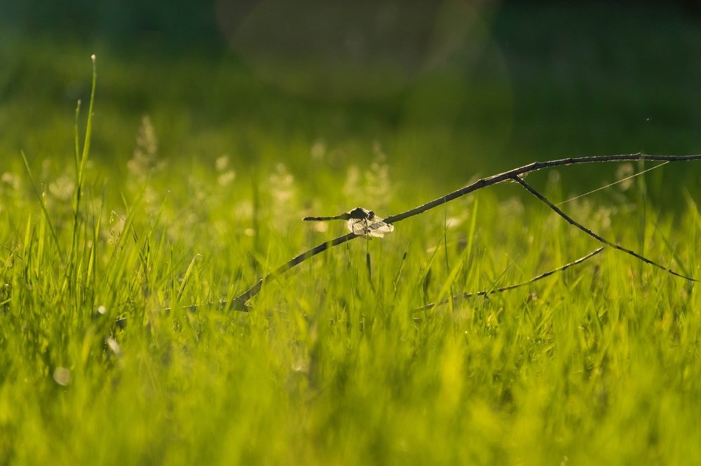 Photograph by Анастасия Киселева