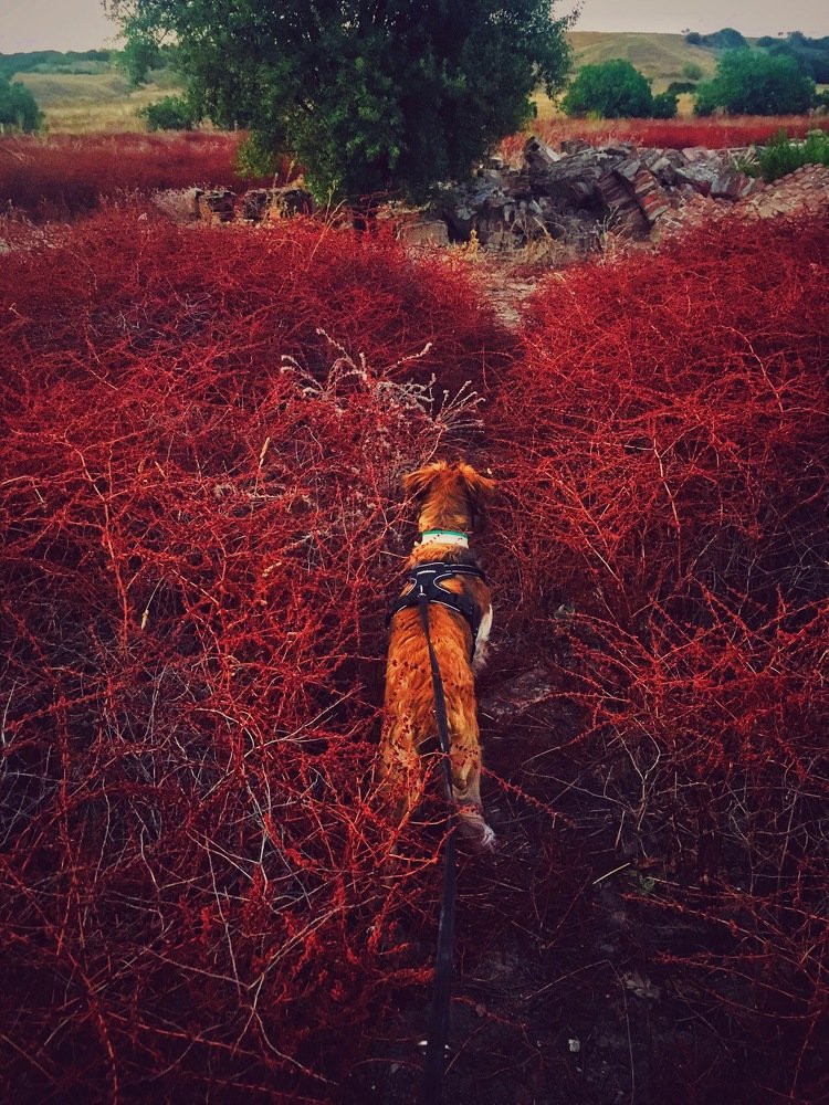 Марсианские хроники Айси