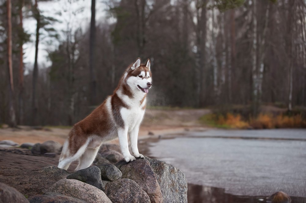 Photograph by Лана Полякова