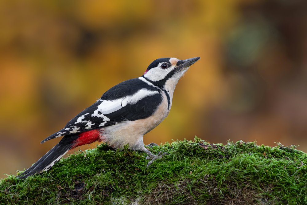 Autumn Drummer