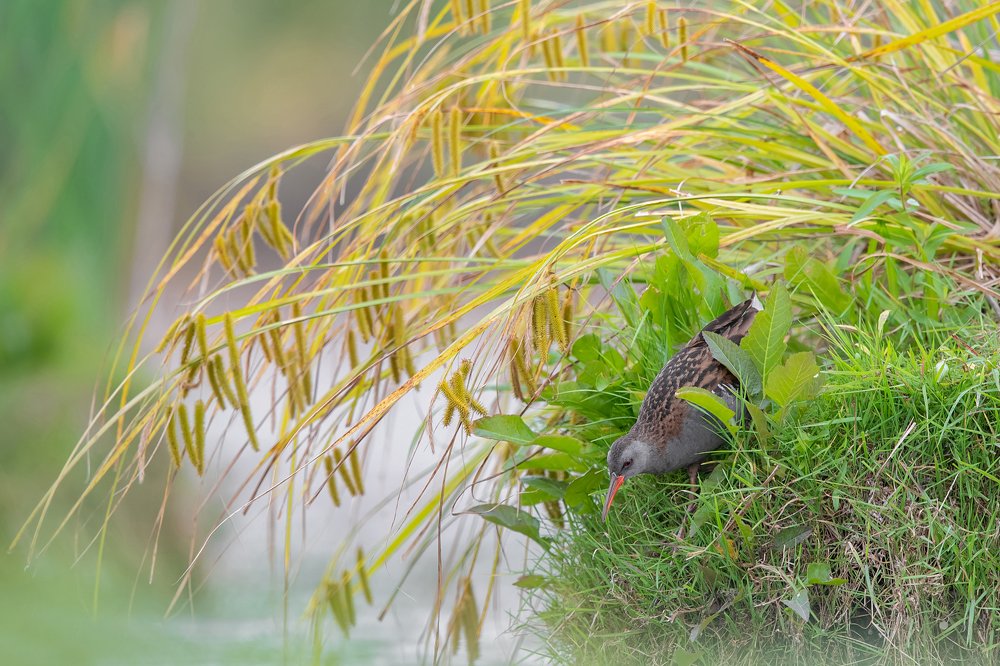 Hidden in the Marsh