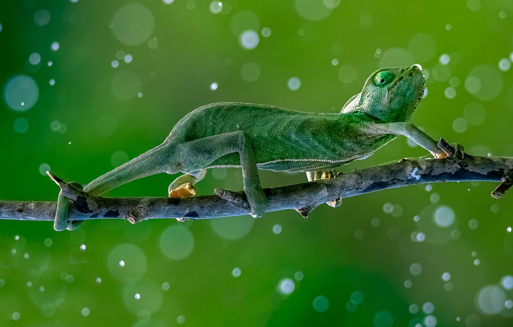 Photograph by Elsheshtawy Ahmed