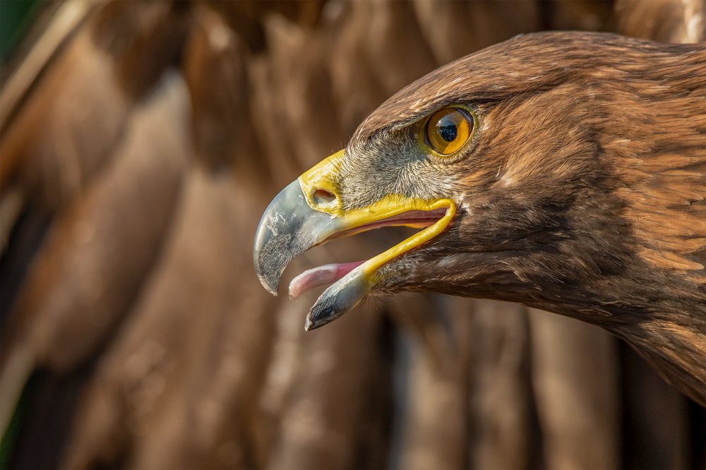 Photograph by Elsheshtawy Ahmed