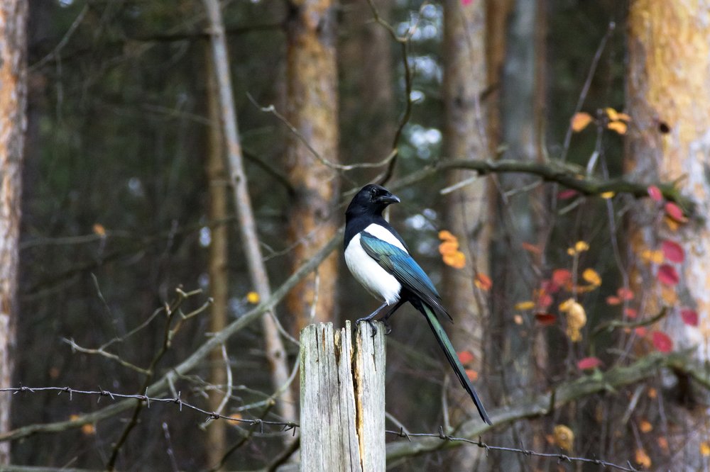 Photograph by Утёмов Сергей