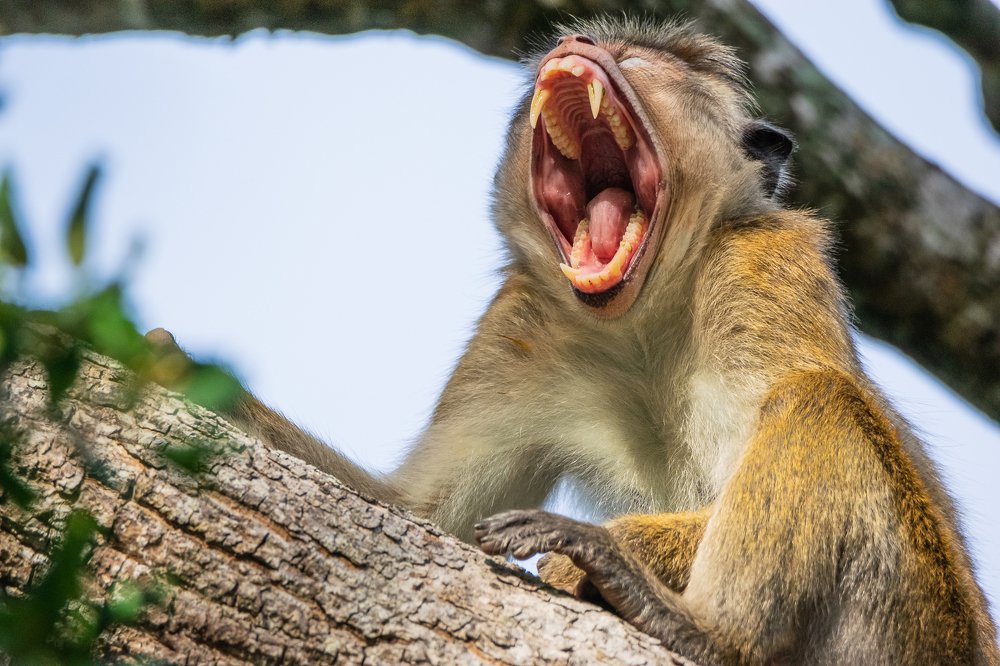 Photograph by Thillainayagam Sabesh