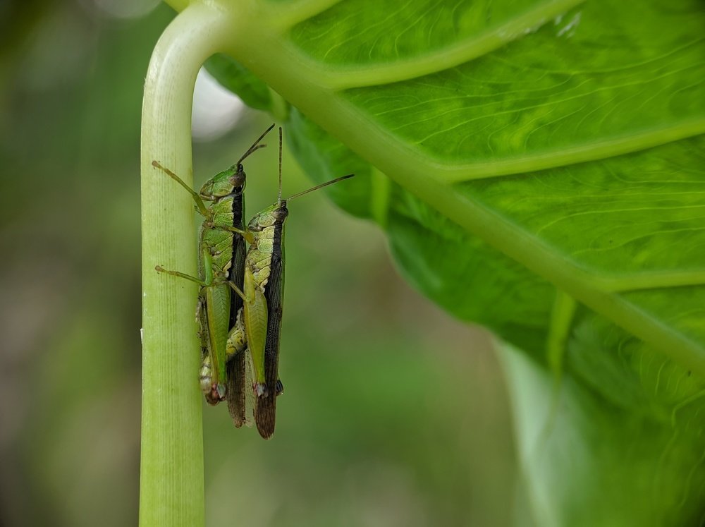 Photograph by Bistupada Mondal