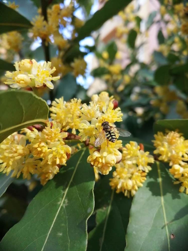 Фотография автора Bahaaddin Saber