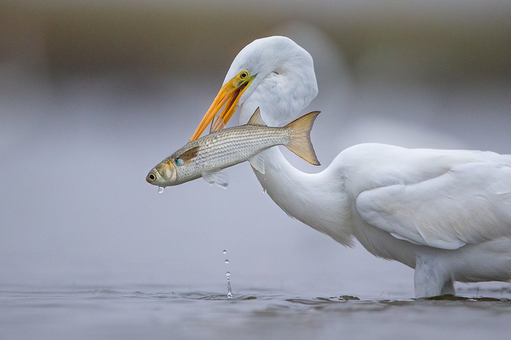 Photograph by Andrés Ruggeri
