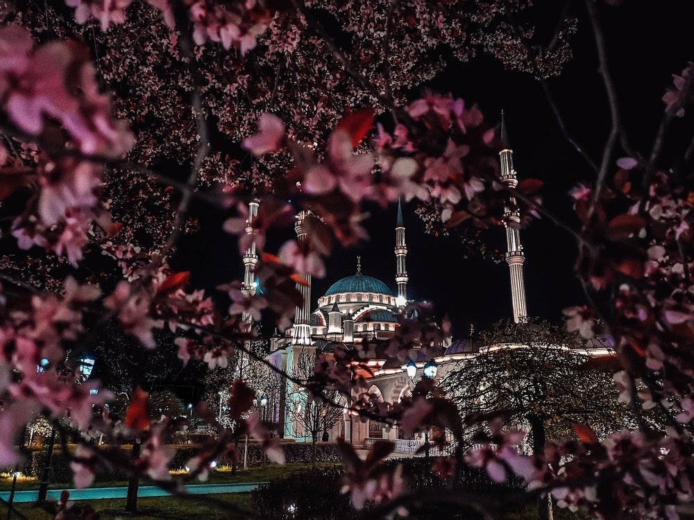 Сердце Чечни