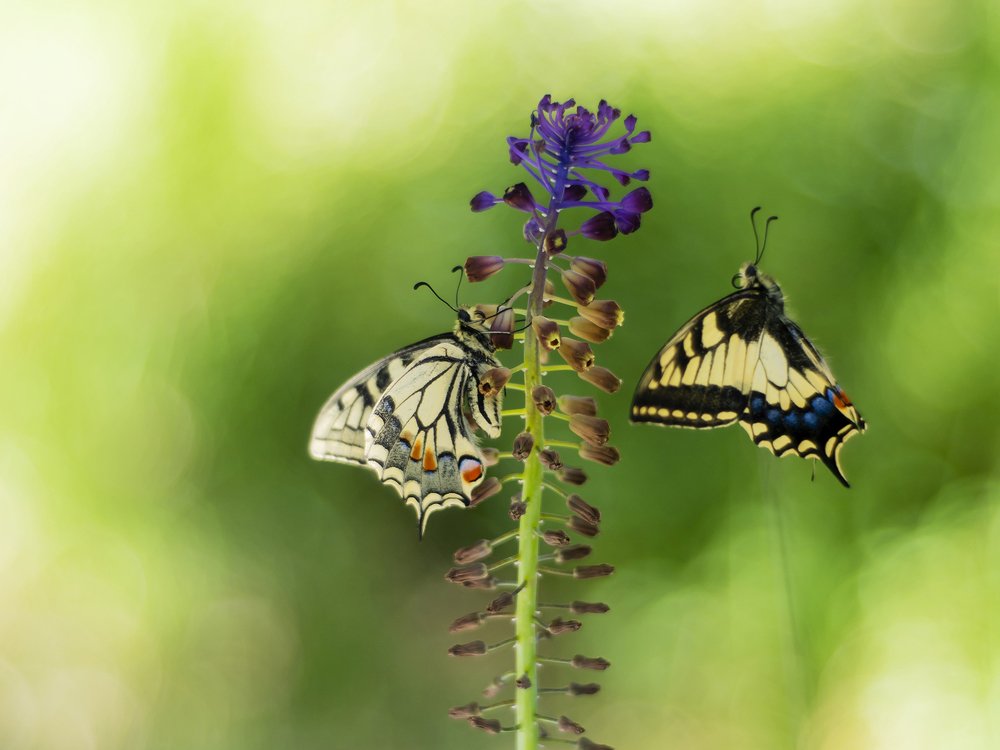 Photograph by FABIO SARTORI