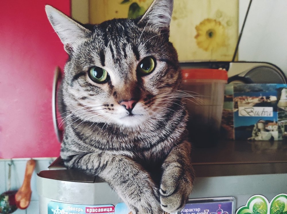 И снова Мурзик...