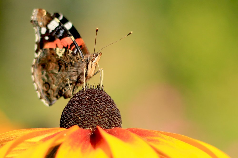 Photograph by Надежда