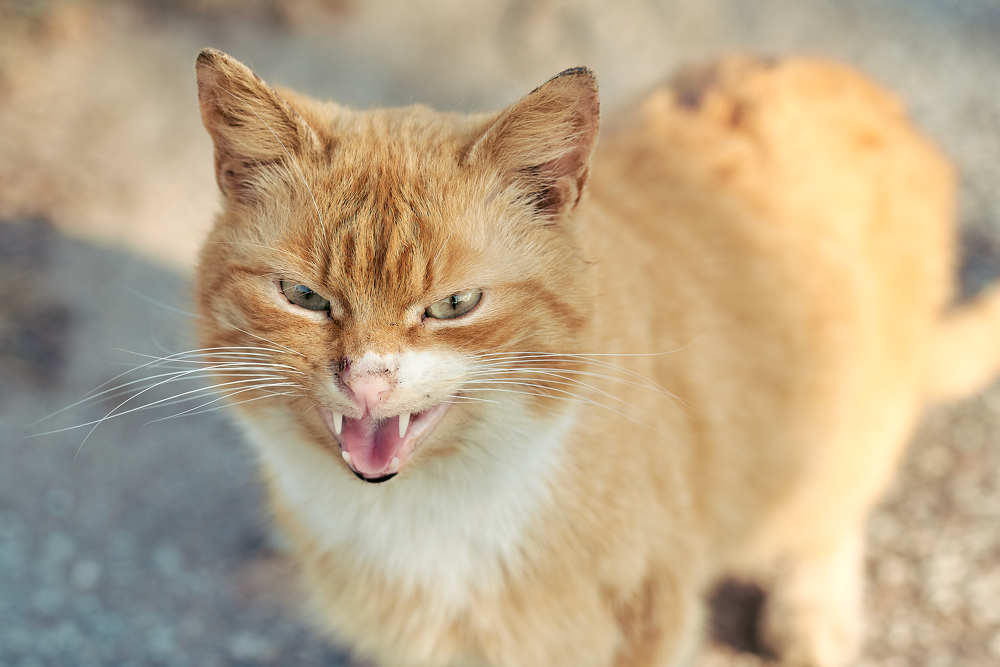 Photograph by Alla Matrosova