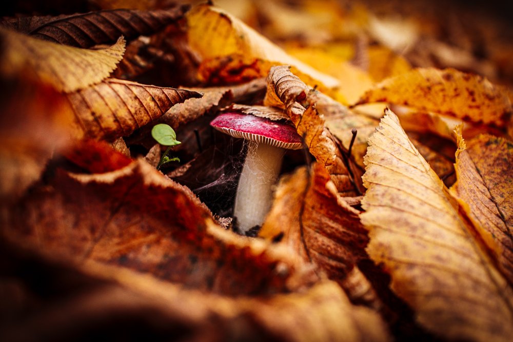 Photograph by Ramona Siklodi