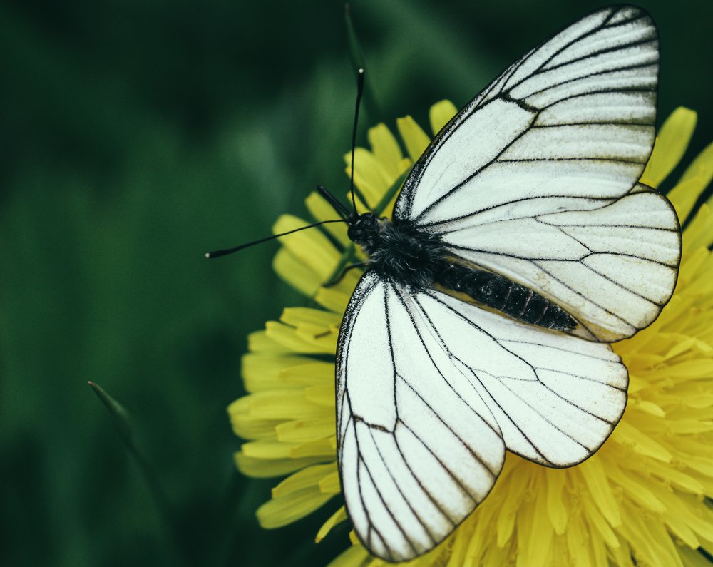 Photograph by Елена Федорова