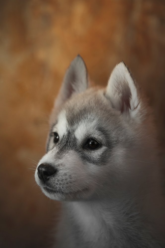 Photograph by Erika Tsogoeva