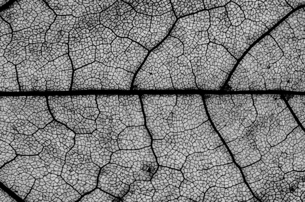 Photograph by Александр Шумаков